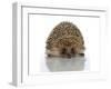 Young Hedgehog about 1 Year-null-Framed Art Print