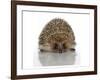 Young Hedgehog about 1 Year-null-Framed Art Print