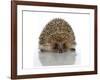 Young Hedgehog about 1 Year-null-Framed Art Print