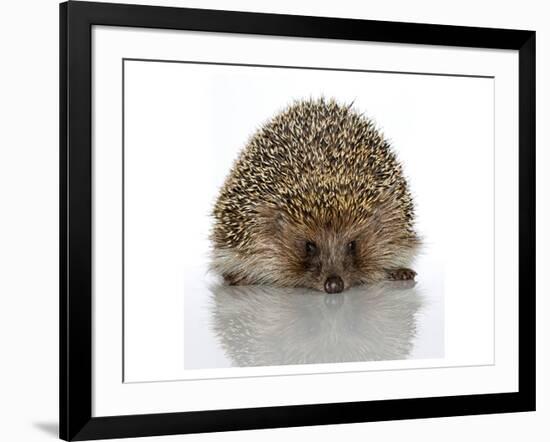 Young Hedgehog about 1 Year-null-Framed Art Print