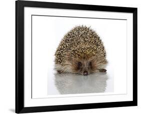 Young Hedgehog about 1 Year-null-Framed Art Print