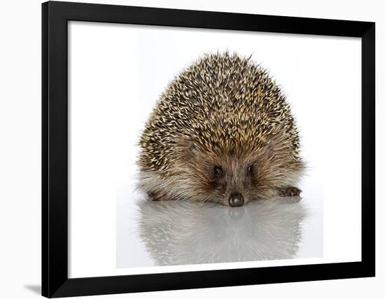 Young Hedgehog about 1 Year-null-Framed Art Print