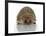 Young Hedgehog about 1 Year-null-Framed Art Print