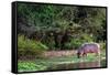 Young Hippo Feeding on River Bank; Hippopotamus Amphibius-Johan Swanepoel-Framed Stretched Canvas