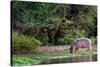 Young Hippo Feeding on River Bank; Hippopotamus Amphibius-Johan Swanepoel-Stretched Canvas