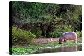 Young Hippo Feeding on River Bank; Hippopotamus Amphibius-Johan Swanepoel-Stretched Canvas