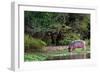 Young Hippo Feeding on River Bank; Hippopotamus Amphibius-Johan Swanepoel-Framed Photographic Print