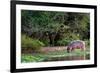 Young Hippo Feeding on River Bank; Hippopotamus Amphibius-Johan Swanepoel-Framed Photographic Print