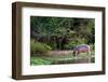 Young Hippo Feeding on River Bank; Hippopotamus Amphibius-Johan Swanepoel-Framed Photographic Print