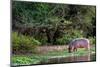 Young Hippo Feeding on River Bank; Hippopotamus Amphibius-Johan Swanepoel-Mounted Photographic Print