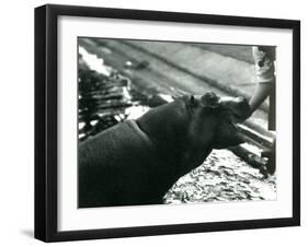 Young Hippopotamus 'Bobbie' with a Keeper at London Zoo, September 1920-Frederick William Bond-Framed Premium Photographic Print