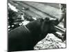 Young Hippopotamus 'Bobbie' with a Keeper at London Zoo, September 1920-Frederick William Bond-Mounted Premium Photographic Print