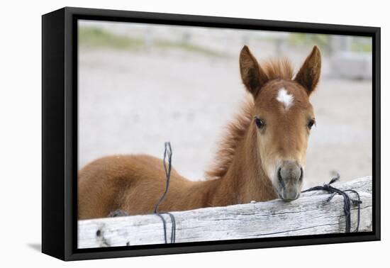 Young Horse at Fence, Cappadocia, Turkey-Matt Freedman-Framed Stretched Canvas