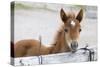 Young Horse at Fence, Cappadocia, Turkey-Matt Freedman-Stretched Canvas