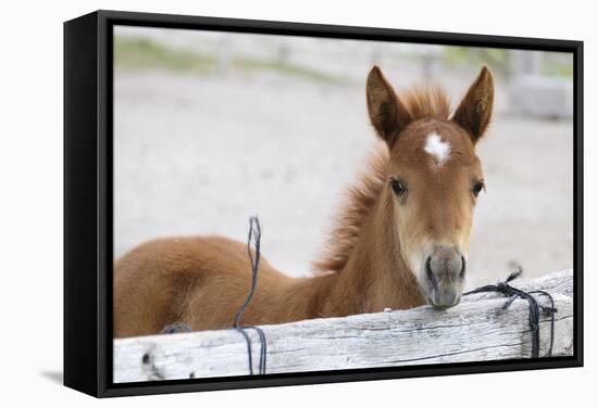 Young Horse at Fence, Cappadocia, Turkey-Matt Freedman-Framed Stretched Canvas