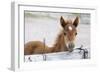 Young Horse at Fence, Cappadocia, Turkey-Matt Freedman-Framed Photographic Print