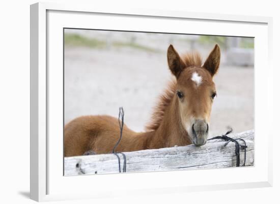 Young Horse at Fence, Cappadocia, Turkey-Matt Freedman-Framed Photographic Print