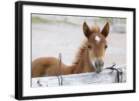 Young Horse at Fence, Cappadocia, Turkey-Matt Freedman-Framed Photographic Print