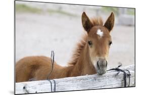 Young Horse at Fence, Cappadocia, Turkey-Matt Freedman-Mounted Photographic Print