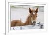 Young Horse at Fence, Cappadocia, Turkey-Matt Freedman-Framed Photographic Print