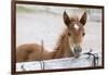 Young Horse at Fence, Cappadocia, Turkey-Matt Freedman-Framed Photographic Print