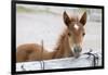 Young Horse at Fence, Cappadocia, Turkey-Matt Freedman-Framed Photographic Print