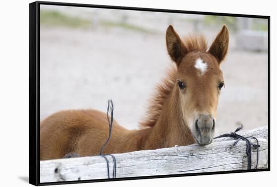 Young Horse at Fence, Cappadocia, Turkey-Matt Freedman-Framed Stretched Canvas