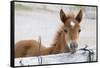 Young Horse at Fence, Cappadocia, Turkey-Matt Freedman-Framed Stretched Canvas