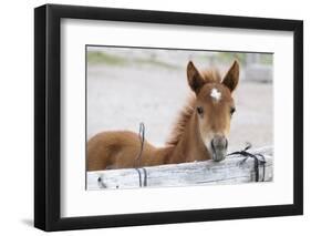 Young Horse at Fence, Cappadocia, Turkey-Matt Freedman-Framed Photographic Print