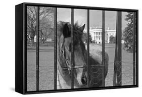 Young Horse Standing behind Fence-null-Framed Stretched Canvas