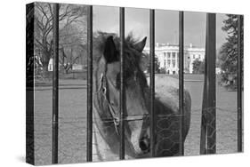 Young Horse Standing behind Fence-null-Stretched Canvas