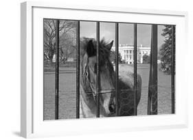 Young Horse Standing behind Fence-null-Framed Photographic Print