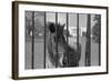 Young Horse Standing behind Fence-null-Framed Photographic Print