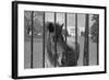 Young Horse Standing behind Fence-null-Framed Photographic Print