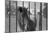 Young Horse Standing behind Fence-null-Mounted Photographic Print
