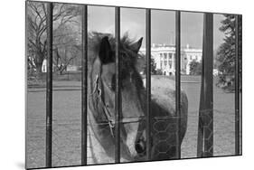 Young Horse Standing behind Fence-null-Mounted Photographic Print