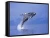 Young Humpback Whale Breaching in Frederick Sound-Paul Souders-Framed Stretched Canvas