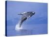 Young Humpback Whale Breaching in Frederick Sound-Paul Souders-Stretched Canvas