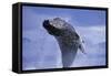 Young Humpback Whale Breaching in Frederick Sound-Paul Souders-Framed Stretched Canvas