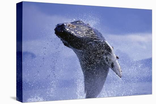 Young Humpback Whale Breaching in Frederick Sound-Paul Souders-Stretched Canvas