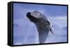 Young Humpback Whale Breaching in Frederick Sound-Paul Souders-Framed Stretched Canvas