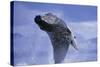 Young Humpback Whale Breaching in Frederick Sound-Paul Souders-Stretched Canvas