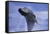 Young Humpback Whale Breaching in Frederick Sound-Paul Souders-Framed Stretched Canvas