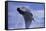 Young Humpback Whale Breaching in Frederick Sound-Paul Souders-Framed Stretched Canvas