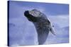 Young Humpback Whale Breaching in Frederick Sound-Paul Souders-Stretched Canvas