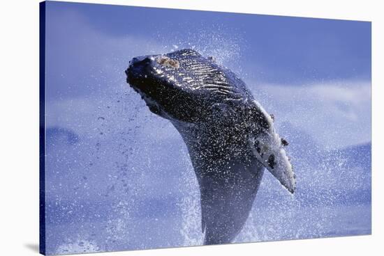 Young Humpback Whale Breaching in Frederick Sound-Paul Souders-Stretched Canvas