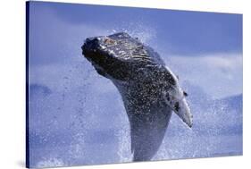 Young Humpback Whale Breaching in Frederick Sound-Paul Souders-Stretched Canvas