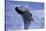 Young Humpback Whale Breaching in Frederick Sound-Paul Souders-Stretched Canvas