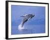 Young Humpback Whale Breaching in Frederick Sound-Paul Souders-Framed Photographic Print