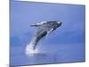 Young Humpback Whale Breaching in Frederick Sound-Paul Souders-Mounted Photographic Print